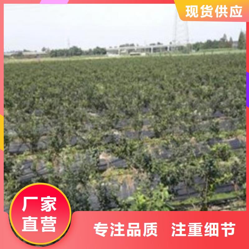 蓝莓苗制作厂家