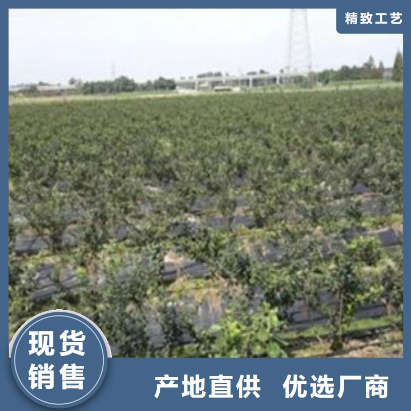 蓝莓苗定制批发源头厂家供应
