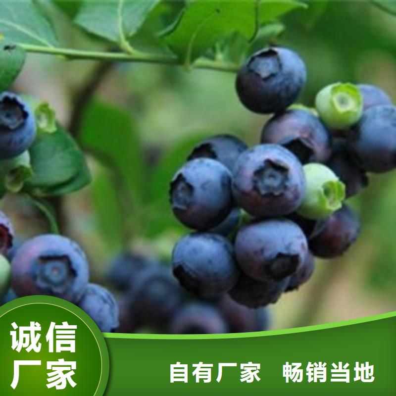 蓝莓苗价格实在