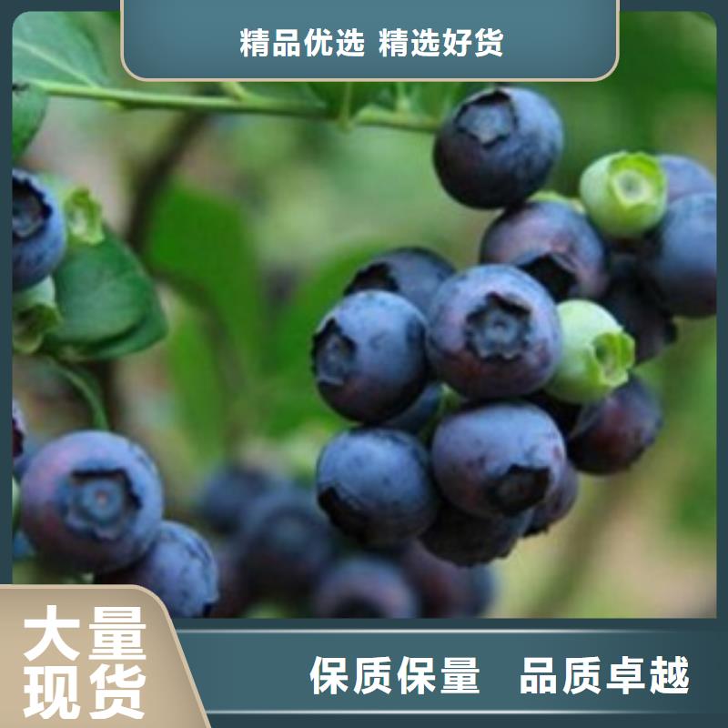 优质的蓝莓苗供货商现货充足
