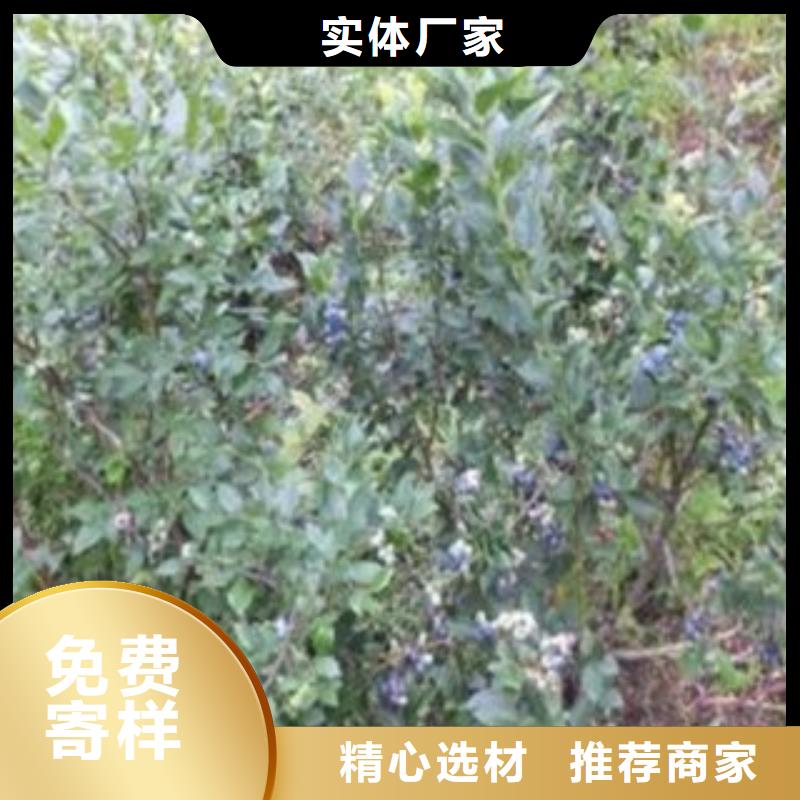 【图】蓝莓苗厂家批发