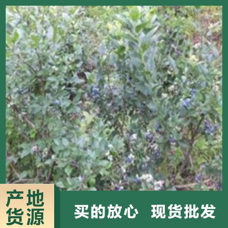 蓝莓苗质量好发货快