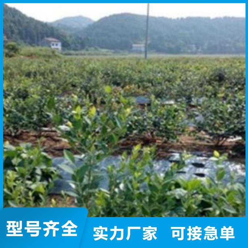 蓝莓苗-来电洽谈当地制造商