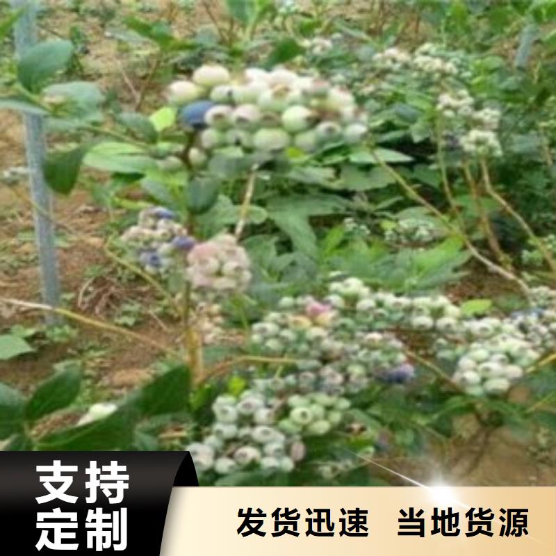 蓝莓苗买的放心同城厂家