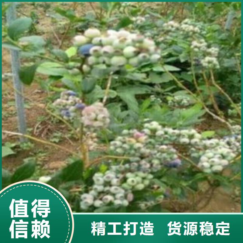 蓝莓苗让利批发同城供应商