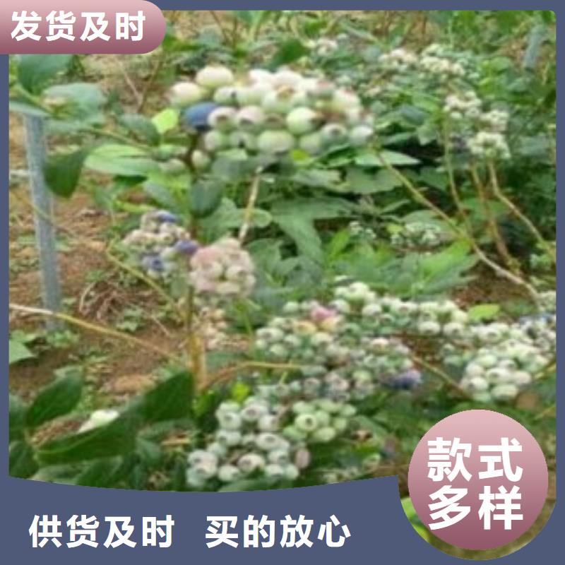 蓝莓苗新品拒绝差价