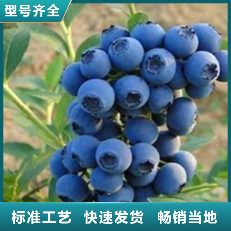 用戶喜愛的藍莓苗生產廠家現貨采購