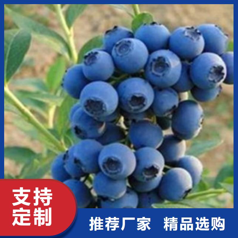 蓝莓苗多种规格服务周到