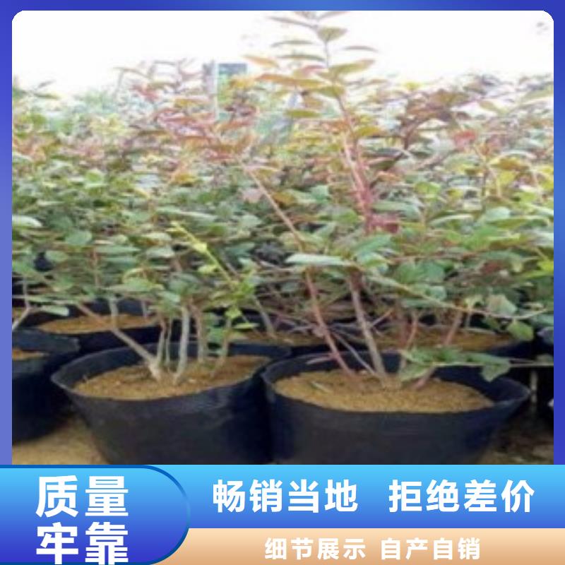 蓝莓苗的用途分析当地服务商