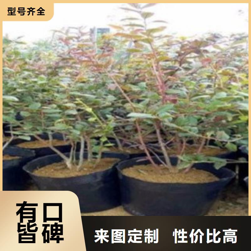 蓝莓苗大量现货供应