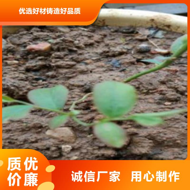 服务周到的蓝莓苗供货商同城生产商
