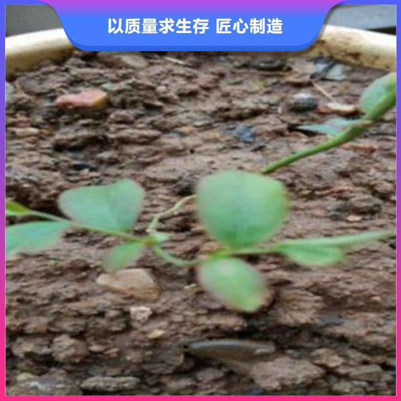蓝莓苗好货不贵