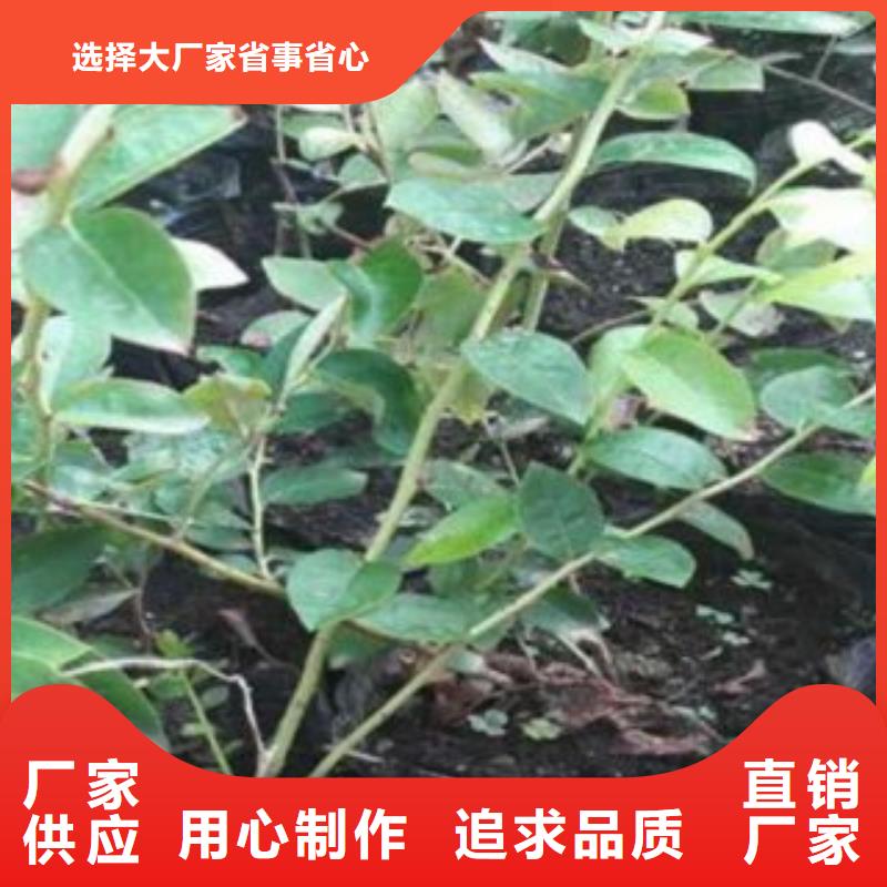 桃树苗