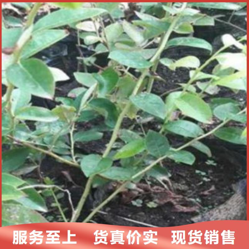 供应批发蓝莓苗-热销