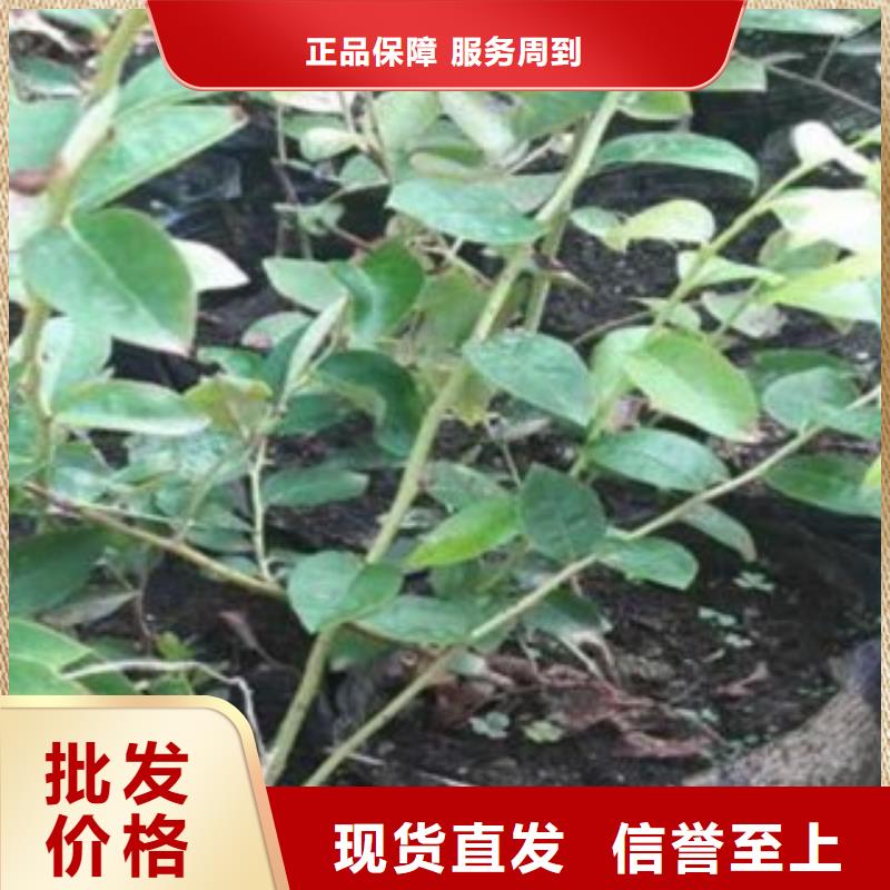 蓝莓苗厂家直销-兴海苗木种植合作社同城公司