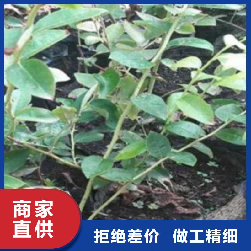 蓝莓苗生产厂家支持定制