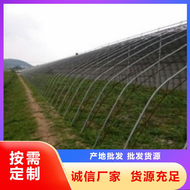 蓝莓苗十余年厂家
