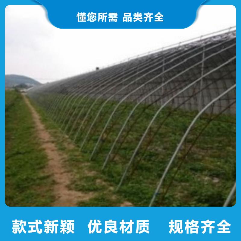 蓝莓苗研发厂家