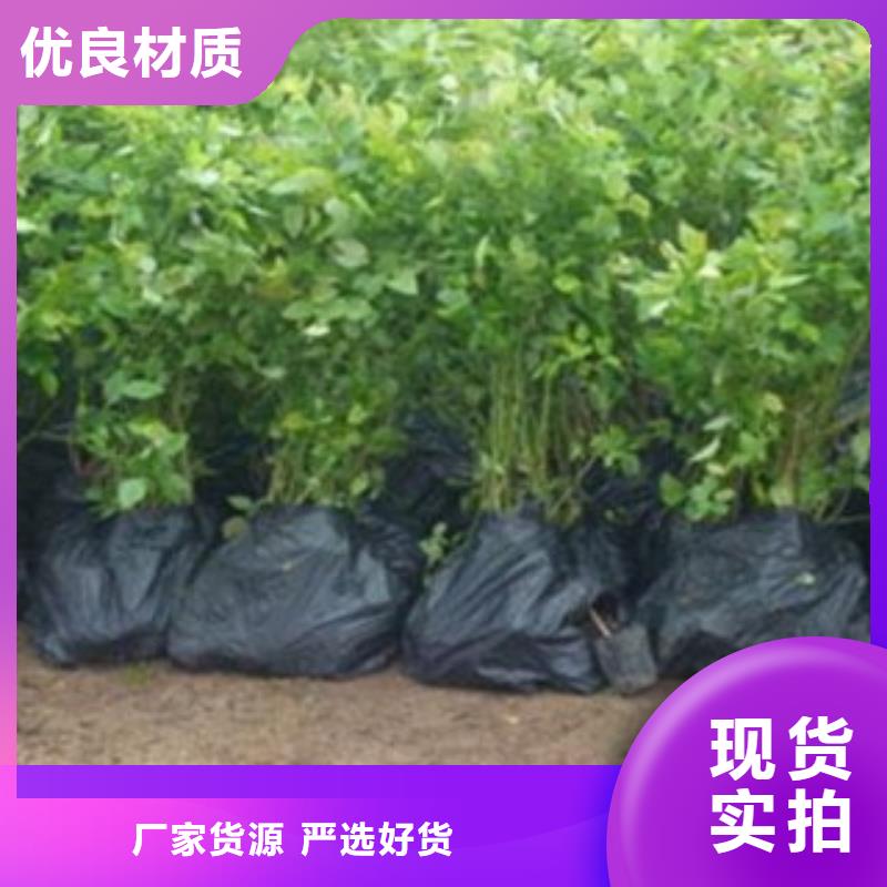 发货速度快的蓝莓苗经销商以质量求生存