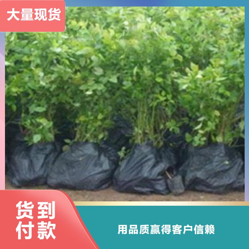 蓝莓苗厂家本地公司