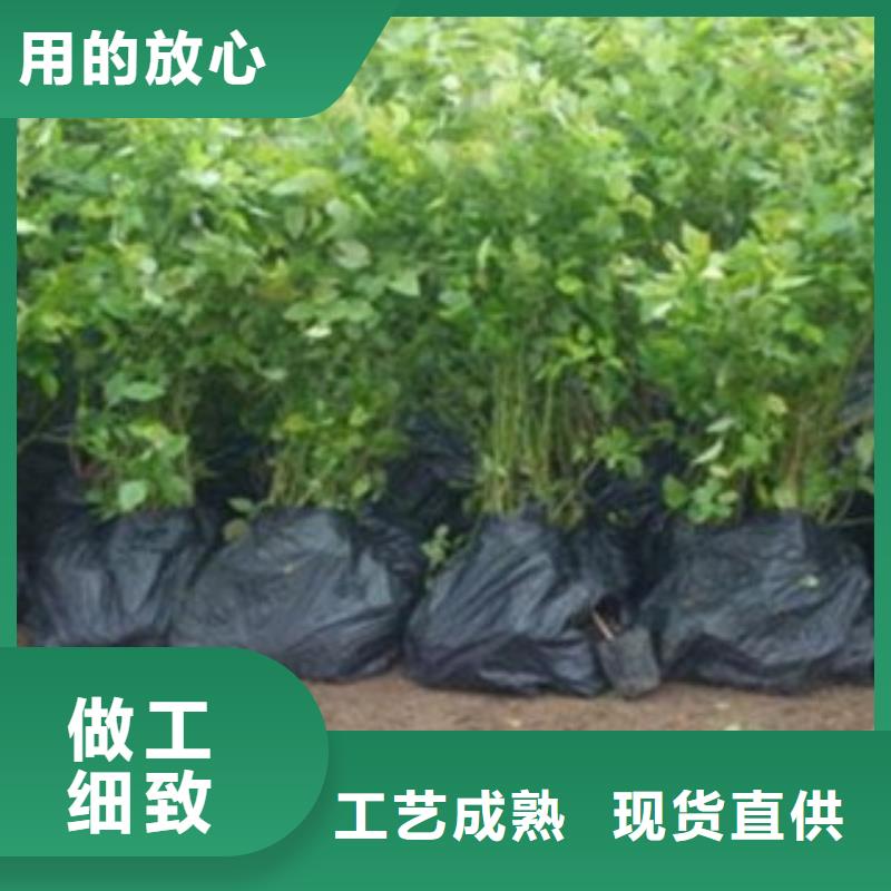 多年专注蓝莓苗生产的厂家当地制造商