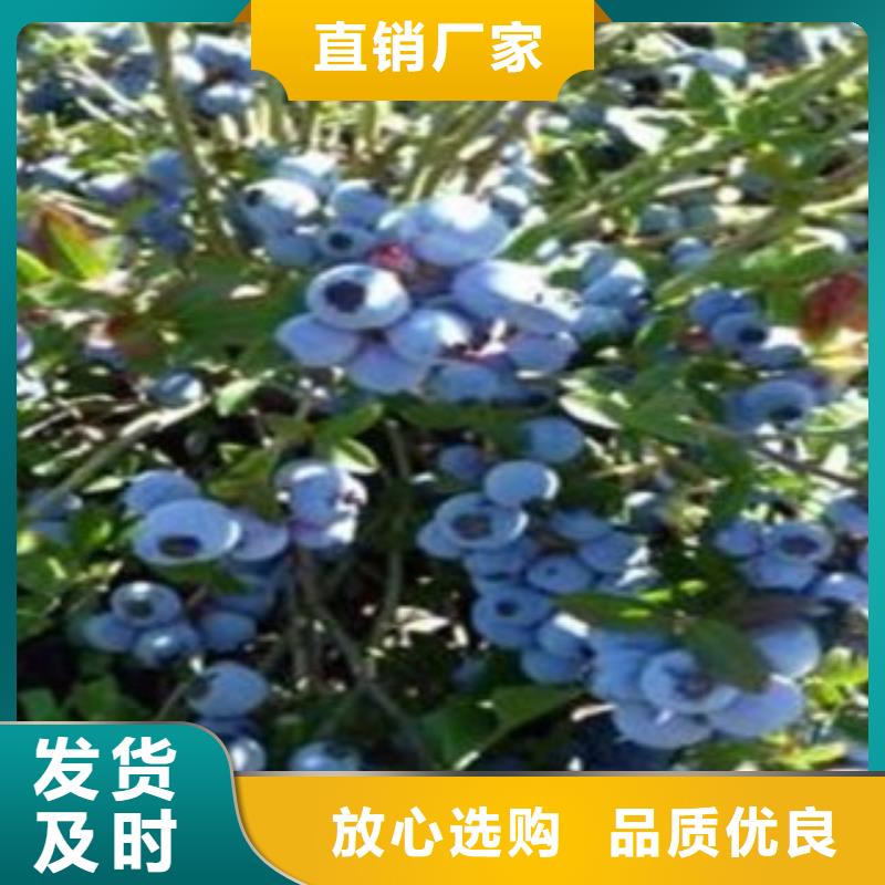 蓝莓苗制作厂家