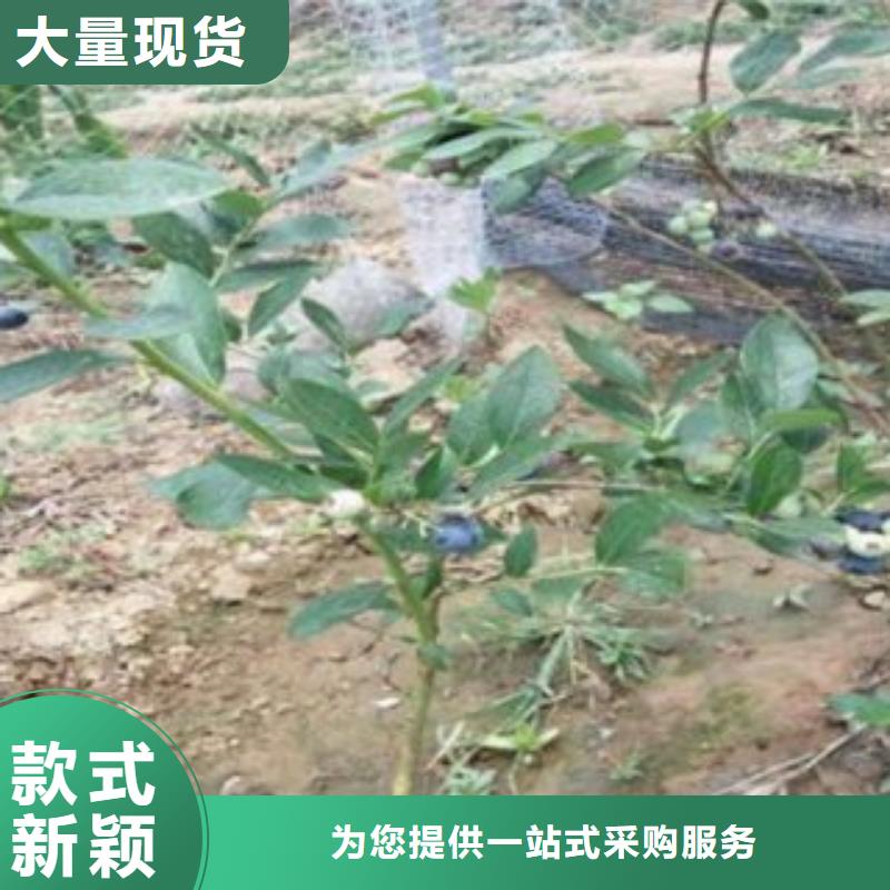 蓝莓苗量大价优