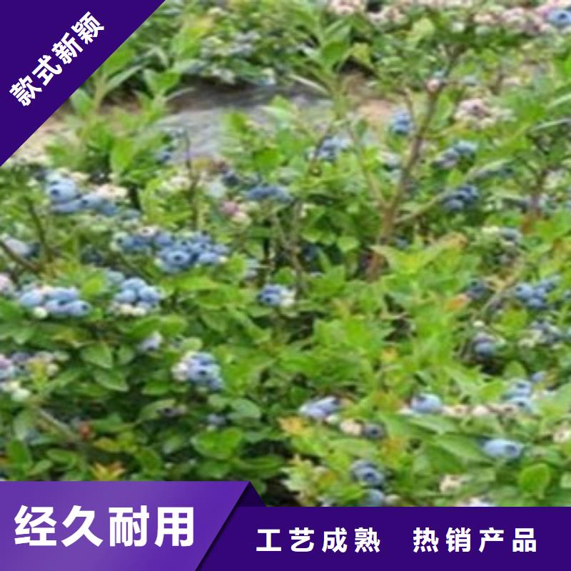 优质蓝莓苗的公司