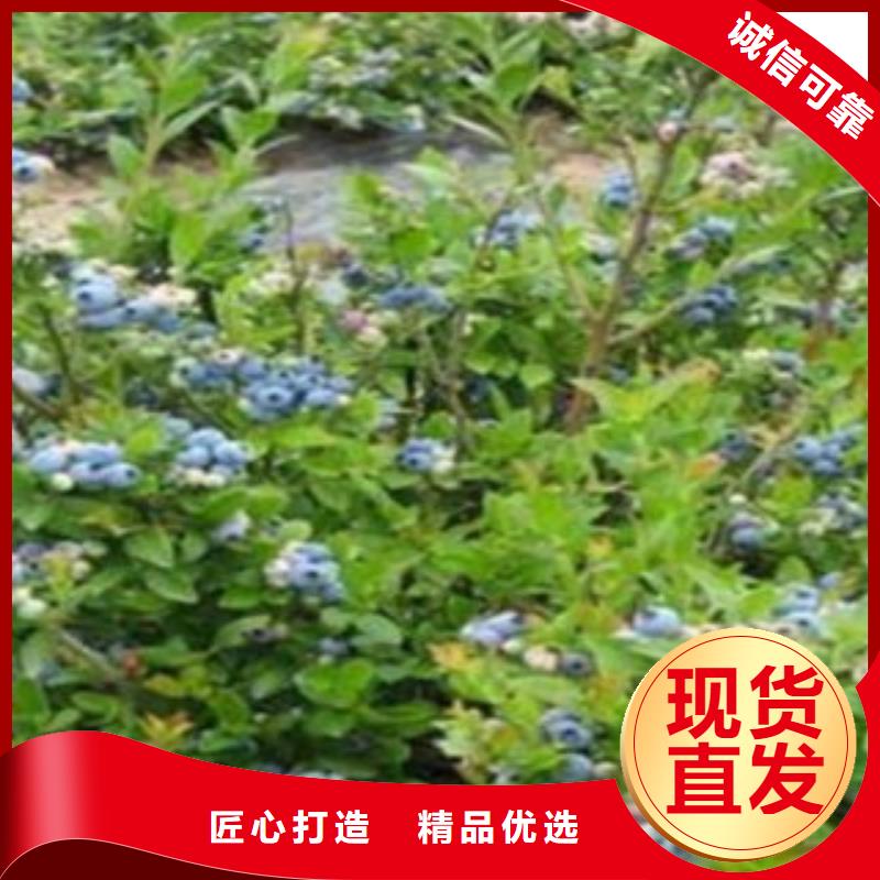 【图】蓝莓苗厂家批发