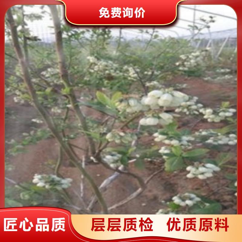 常年供应蓝莓苗厂家多年实力厂家