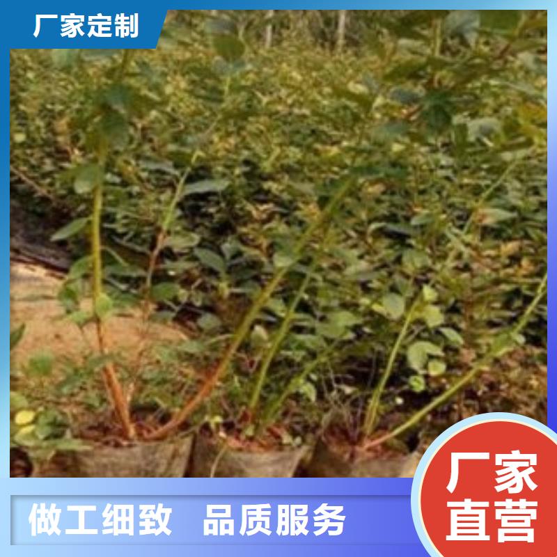 蓝莓苗、蓝莓苗供应商认准大品牌厂家