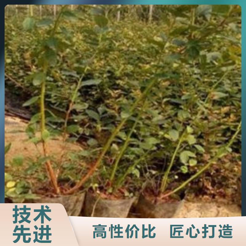 蓝莓苗公司欢迎您