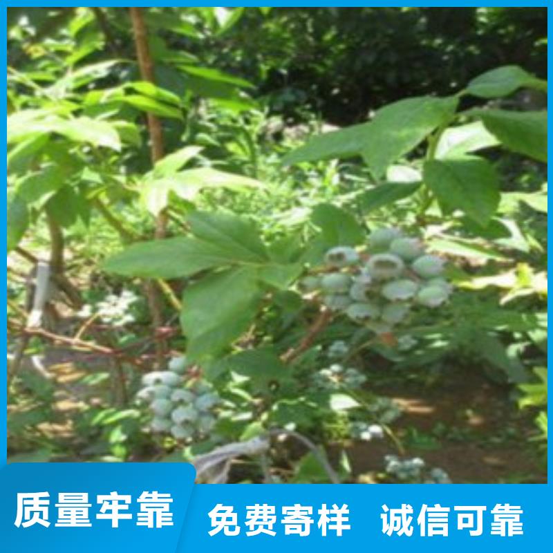 蓝莓苗适用范围生产型