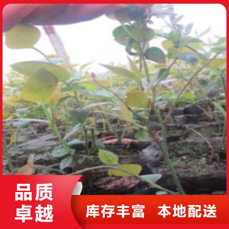 蓝莓苗-批发价格-优质货源