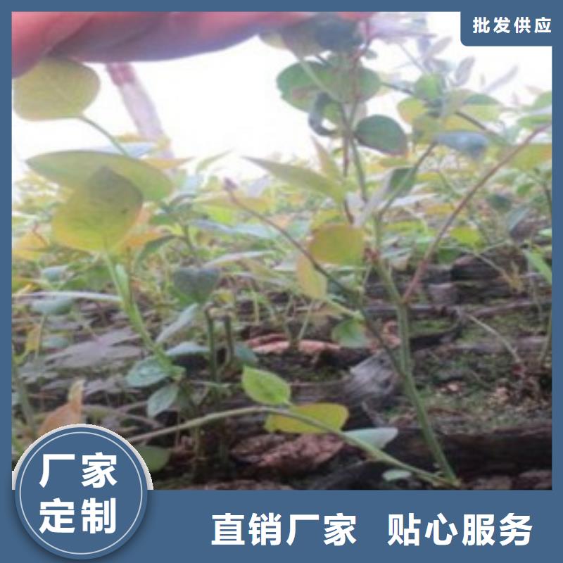 质量可靠的蓝莓苗生产厂家