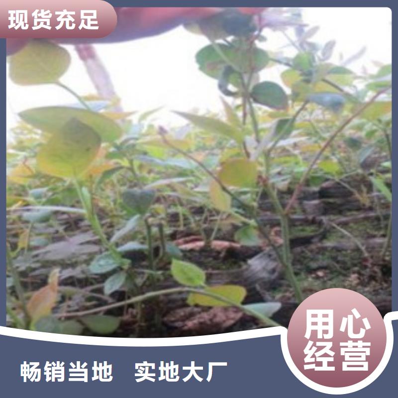 蓝莓苗厂家优势当地货源