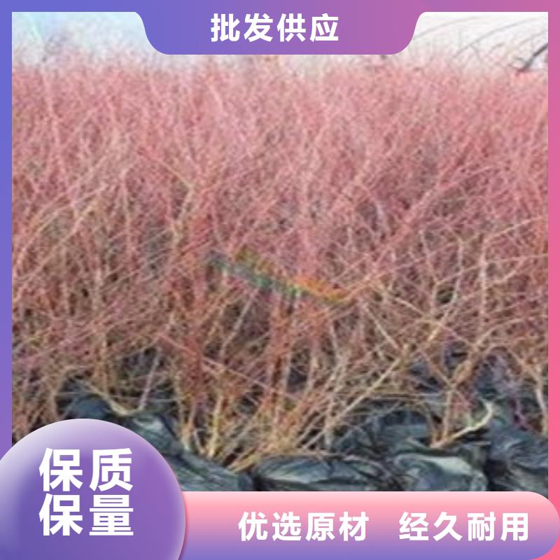 蓝莓苗价格资讯款式多样