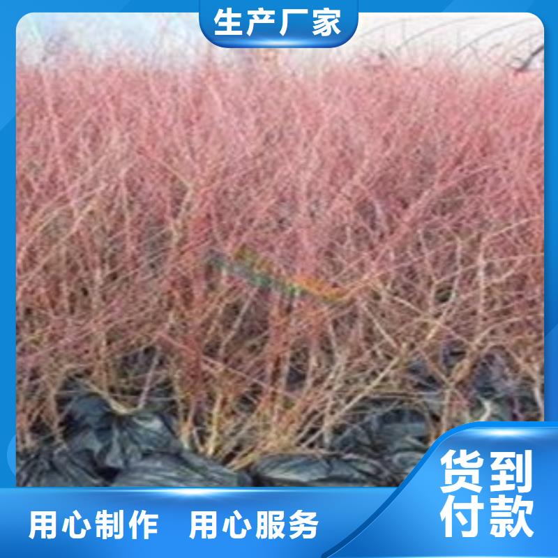 蓝莓苗大量现货供应
