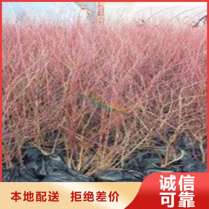 蓝莓苗_快来了解同城生产商