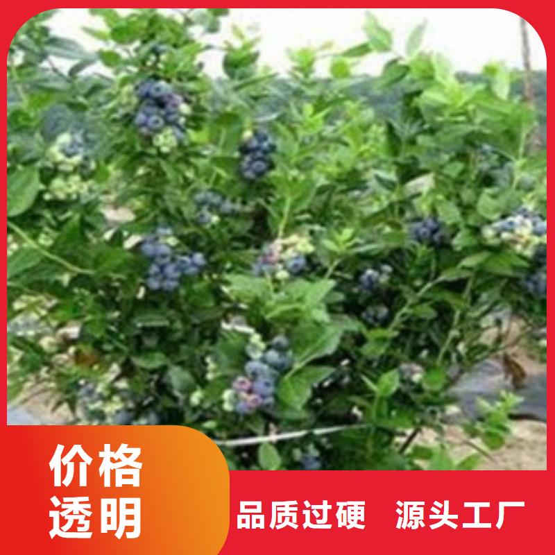 质量可靠的蓝莓苗基地