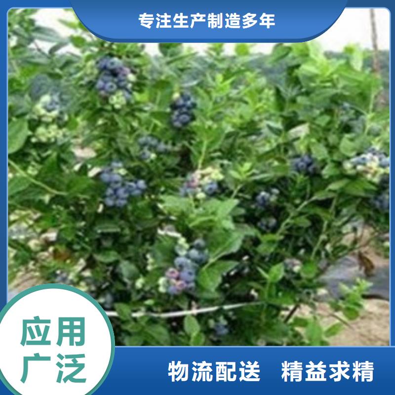 蓝莓苗、蓝莓苗生产厂家-诚信经营同城供应商