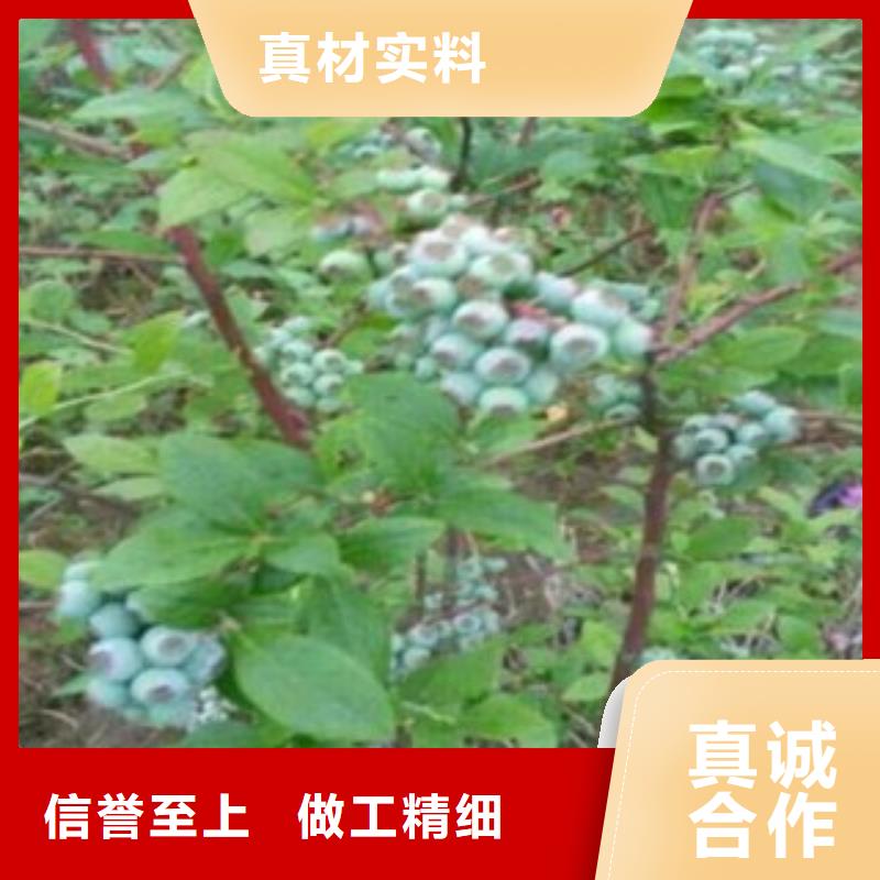 质量可靠的蓝莓苗生产厂家