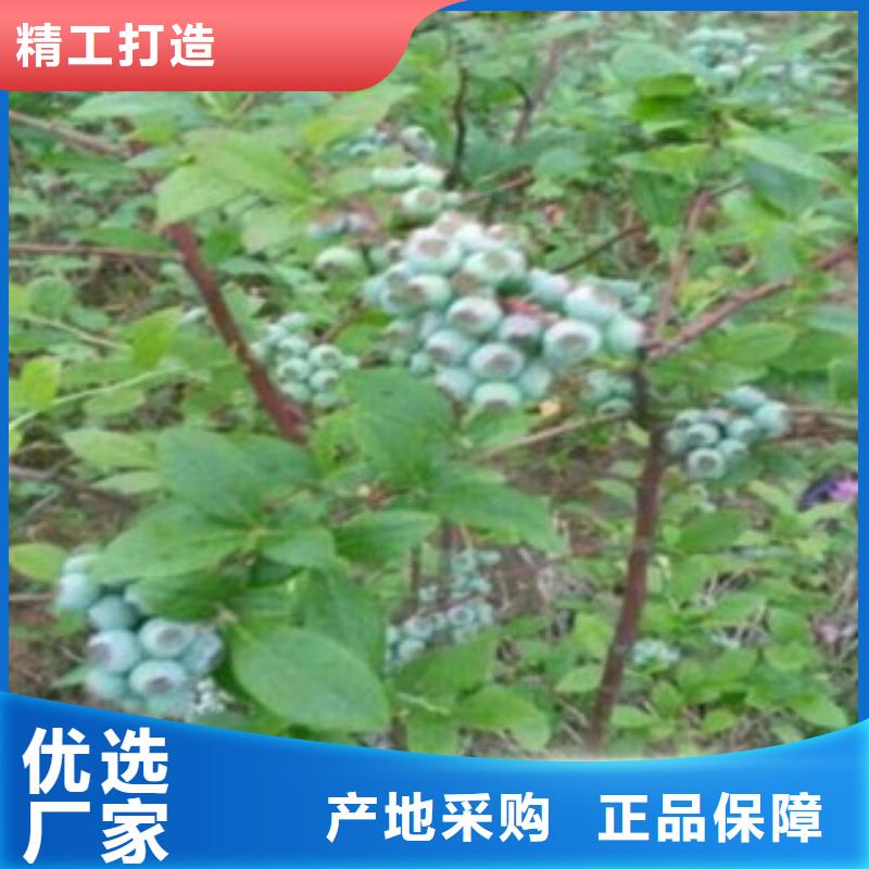 蓝莓苗生产厂家支持定制