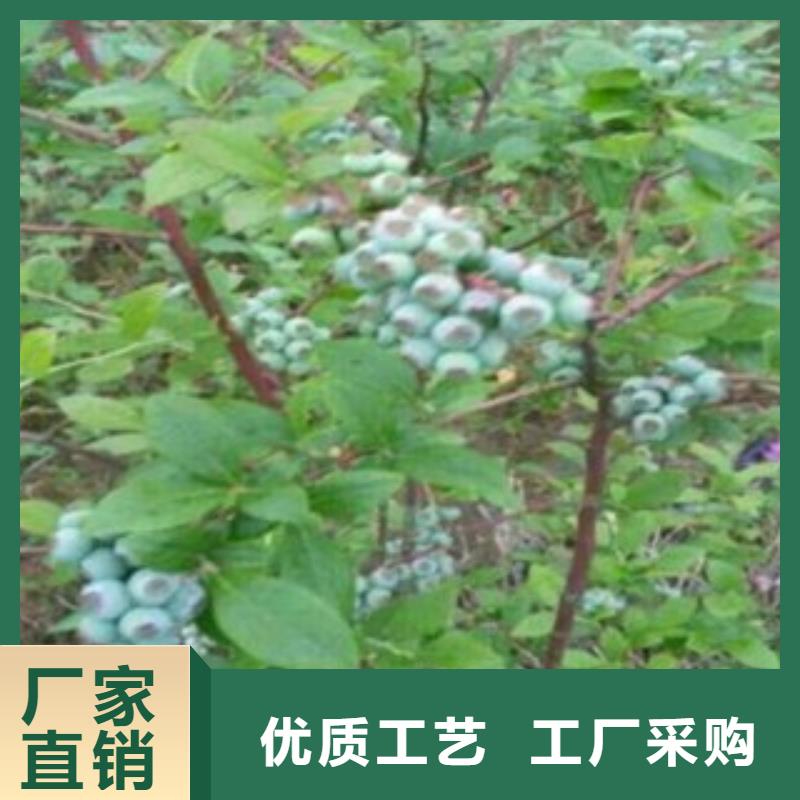 蓝莓苗大企业