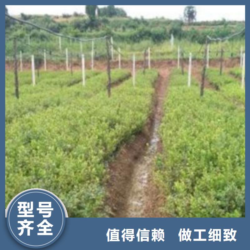 蓝莓苗10年品质_可信赖