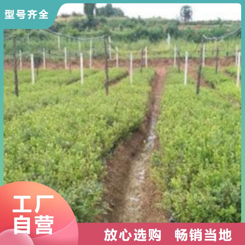 蓝莓苗公司欢迎您