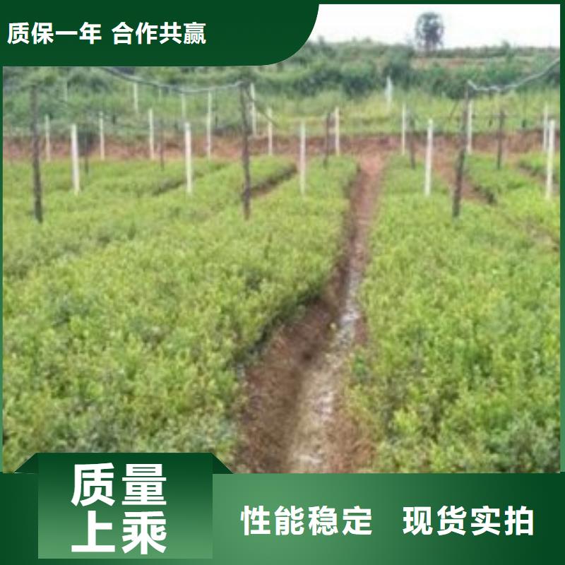 发货及时的蓝莓苗基地直销厂家