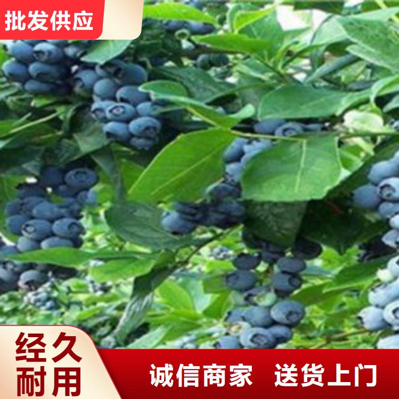 #蓝莓苗#专业生产厂家直销货源充足