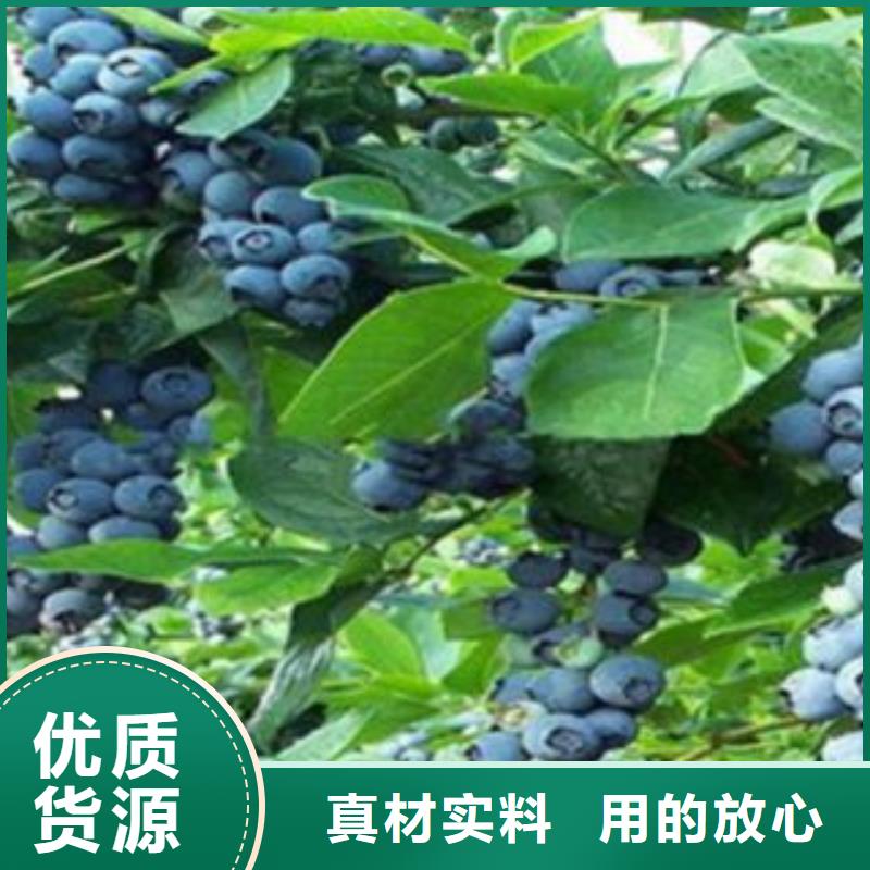 现货供应_蓝莓苗品牌:兴海苗木种植合作社同城公司