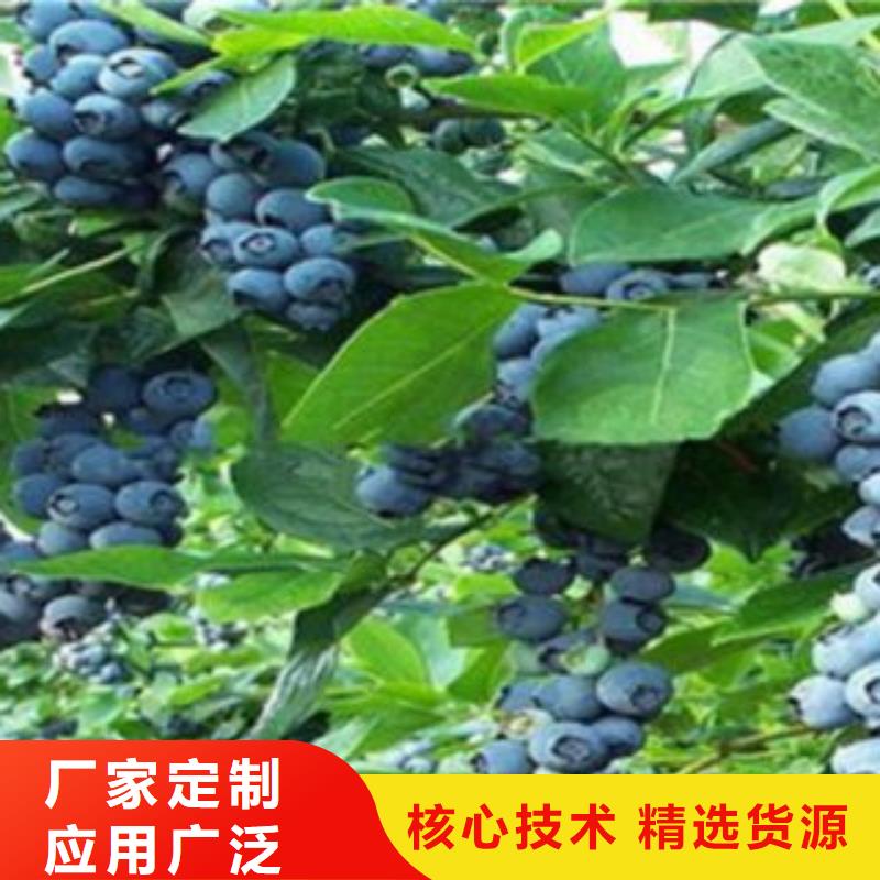 蓝莓苗物流快捷现货充裕